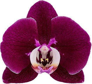 bloemgrootte: 314337