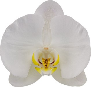 bloemgrootte: 344206