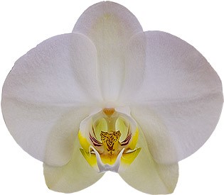 bloemgrootte: 344414