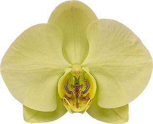 bloemgrootte: 355999