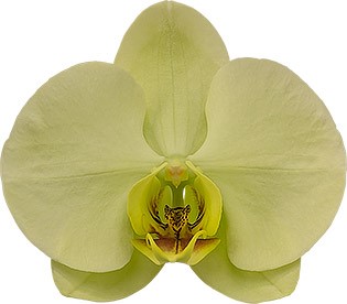 bloemgrootte: 356000