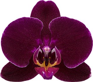 bloemgrootte: 314121