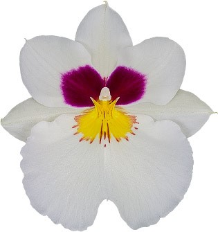bloemgrootte: 14193