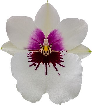 bloemgrootte: 17527