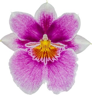 bloemgrootte: 17528