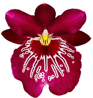 bloemgrootte: 6902