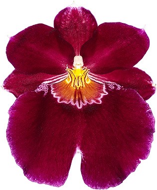 bloemgrootte: 15159