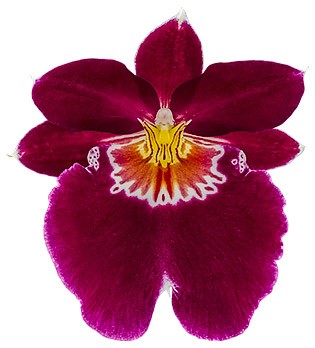 bloemgrootte: 15160