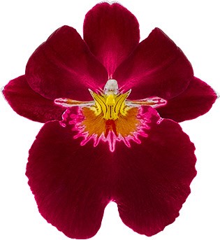 bloemgrootte: 17522
