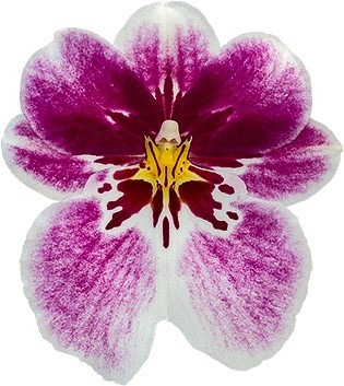 bloemgrootte: 6721