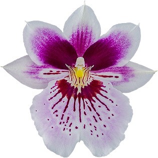 bloemgrootte: 17524