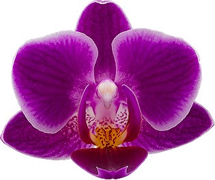 bloemgrootte: 234554