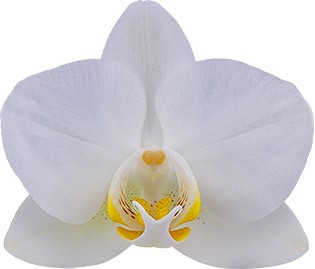 bloemgrootte: 5,5