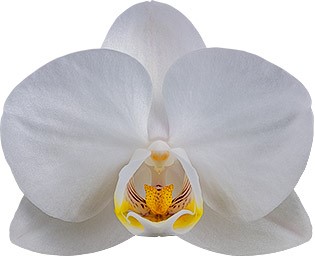 bloemgrootte: 1002287