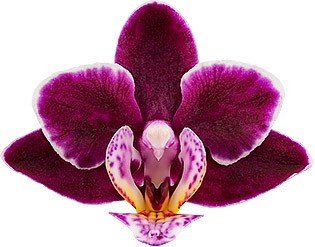bloemgrootte: 1003054