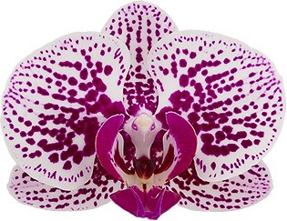 bloemgrootte: 1002871