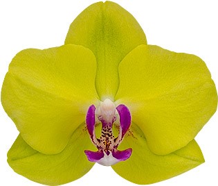 bloemgrootte: 1012648