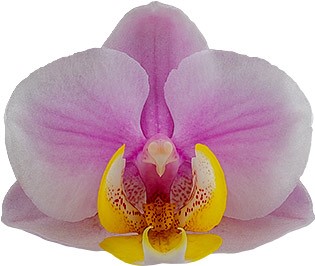 bloemgrootte: 4,5