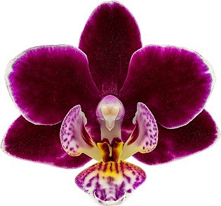bloemgrootte: 4,5