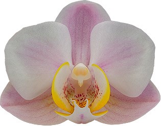 bloemgrootte: 1010487