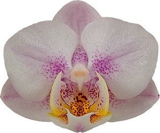 bloemgrootte: 4