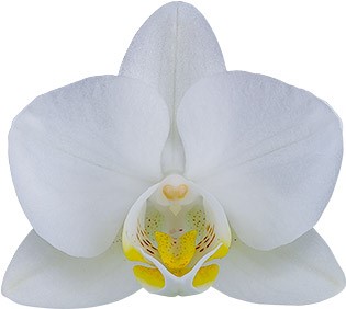 bloemgrootte: 5
