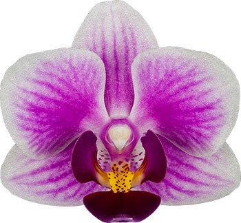 bloemgrootte: 4