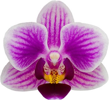 bloemgrootte: 4