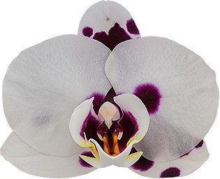 bloemgrootte: 214547