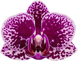 bloemgrootte: 1002288
