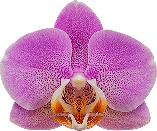 bloemgrootte: 1002849