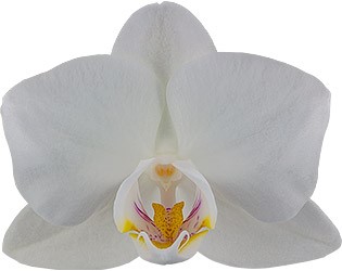 bloemgrootte: 4,5
