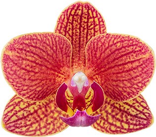 bloemgrootte: 4,5