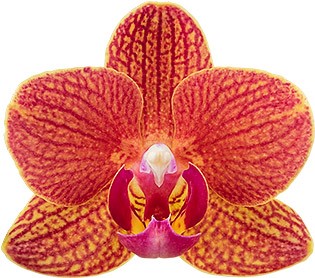 bloemgrootte: 4,5