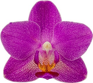 bloemgrootte: 1003192