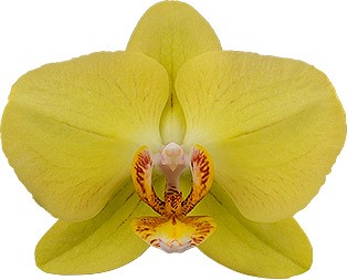 bloemgrootte: 1003183