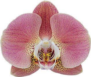 bloemgrootte: 314493