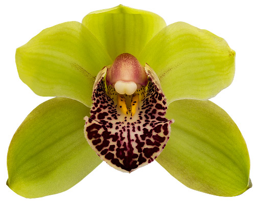 bloemgrootte: 8024