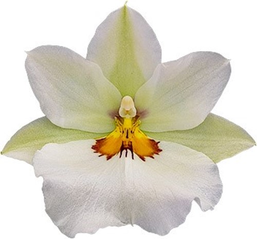 bloemgrootte: 6313