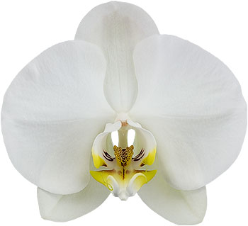 bloemgrootte: 1002807