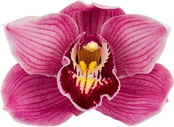 bloemgrootte: 8696