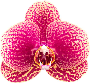 bloemgrootte: 1002872