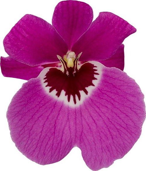 bloemgrootte: 17488