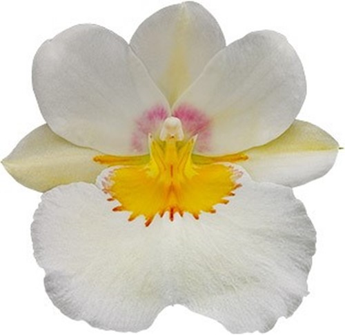 bloemgrootte: 70038