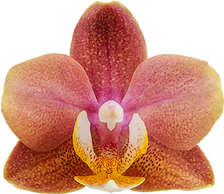bloemgrootte: 1006569