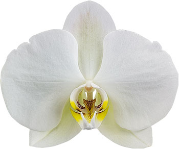 bloemgrootte: 1002806