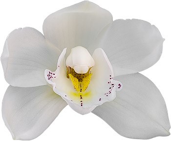 bloemgrootte: 8638