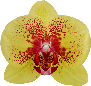 bloemgrootte: 354721