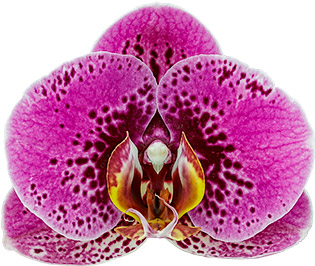bloemgrootte: 314871